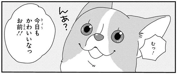 今日もかわいいな 飼い主のある発作が また始まって あしょんでよッ うちの犬ログ 6 2 レタスクラブ