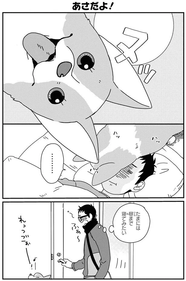 たまには昼まで寝てみたい コーギーとの朝のルーティーンって あしょんでよッ うちの犬ログ 6 4 レタスクラブ