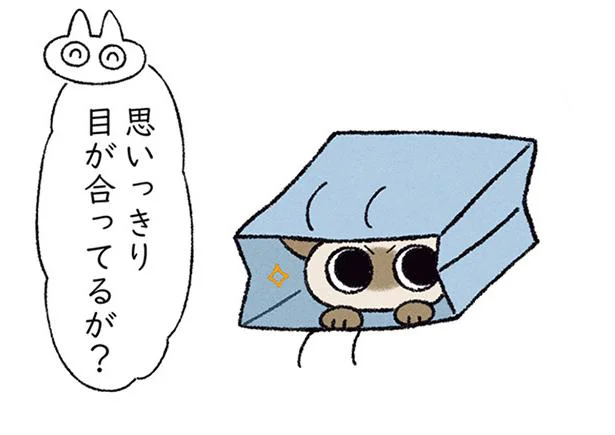 リアクションが悪いと怒るくせに…おどかし方が下手っぴなシャム猫／もっと!! シャム猫あずきさんは世界の中心（6）