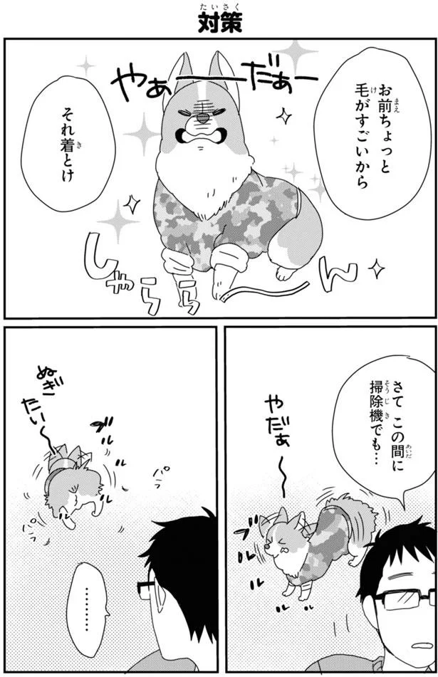 これから寒くなるのになぜ抜ける コーギーの換毛期がやってきた あしょんでよッ うちの犬ログ 7 1 レタスクラブ