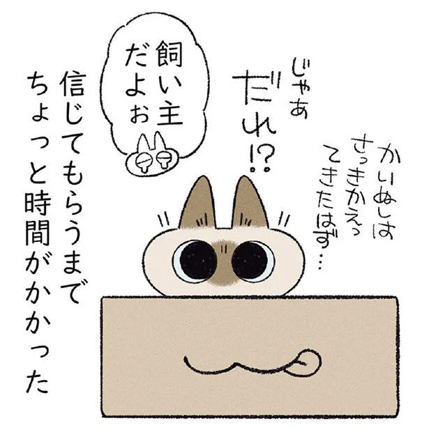 「ほんとに飼い主…？」イレギュラーな時間に帰宅したあとの猫の反応／まだまだ!!! シャム猫あずきさんは世界の中心（8）