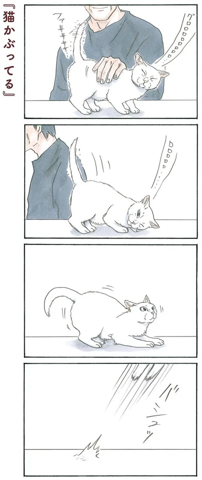 猫かぶってる