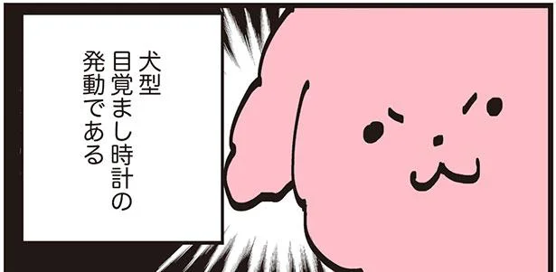 スヌーズ機能で確実に起こす！犬型目覚まし時計発動！／うちのトイプーがアイドルすぎる。（3）