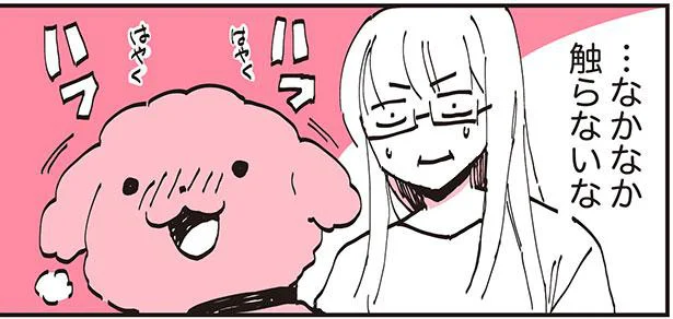 なでられ待ちのトイプー。早くさわって欲しくてうずうずしていたら…／うちのトイプーがアイドルすぎる。（10）