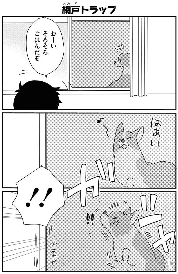 なに いまの 網戸トラップにボーゼンとするコーギー あしょんでよッ うちの犬ログ 8 6 画像4 15 レタスクラブ