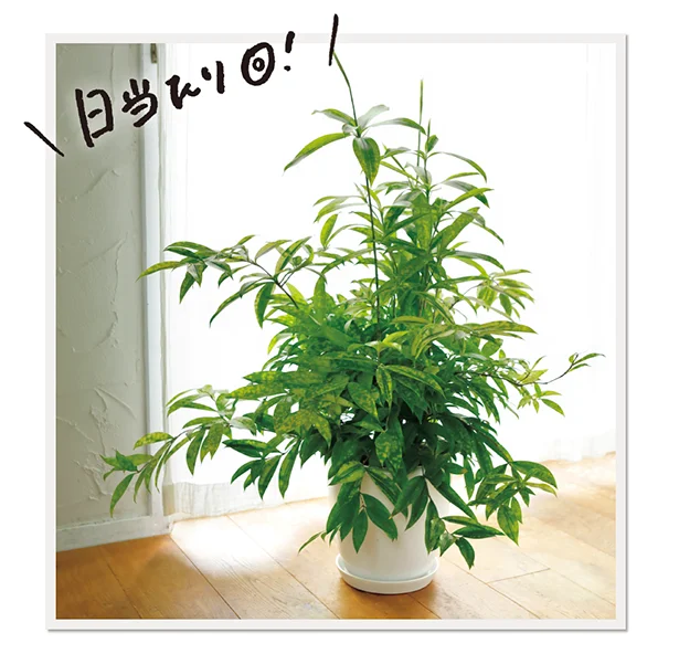 観葉植物ビギナーさん必見！初めての一鉢を買うときにおさえておきたいポイントとおすすめおうちグリーン４選