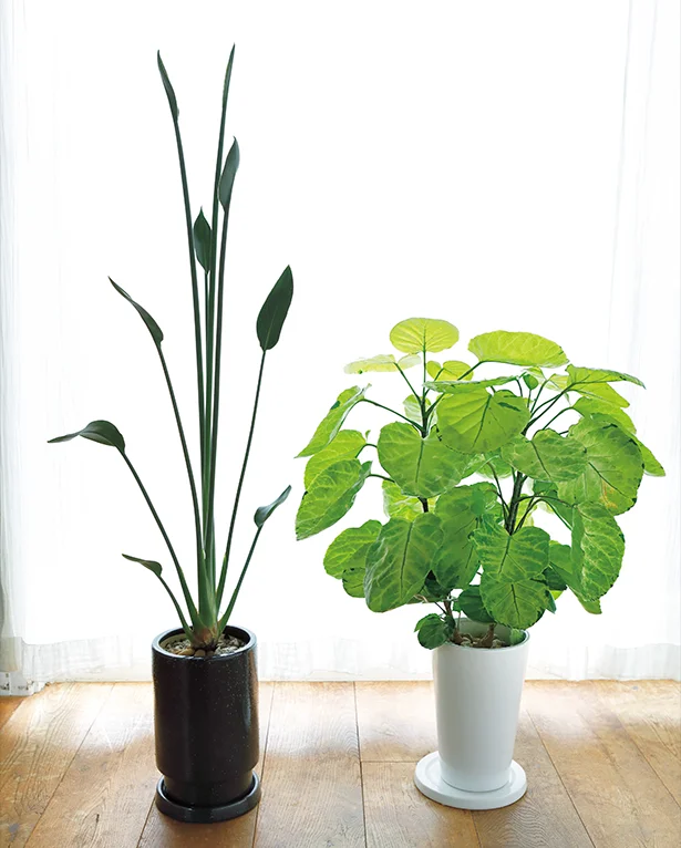 おうち時間が増えて、観葉植物を楽しむ人が増えています。冬でもお部屋の中にグリーンがあると、癒されますよね。