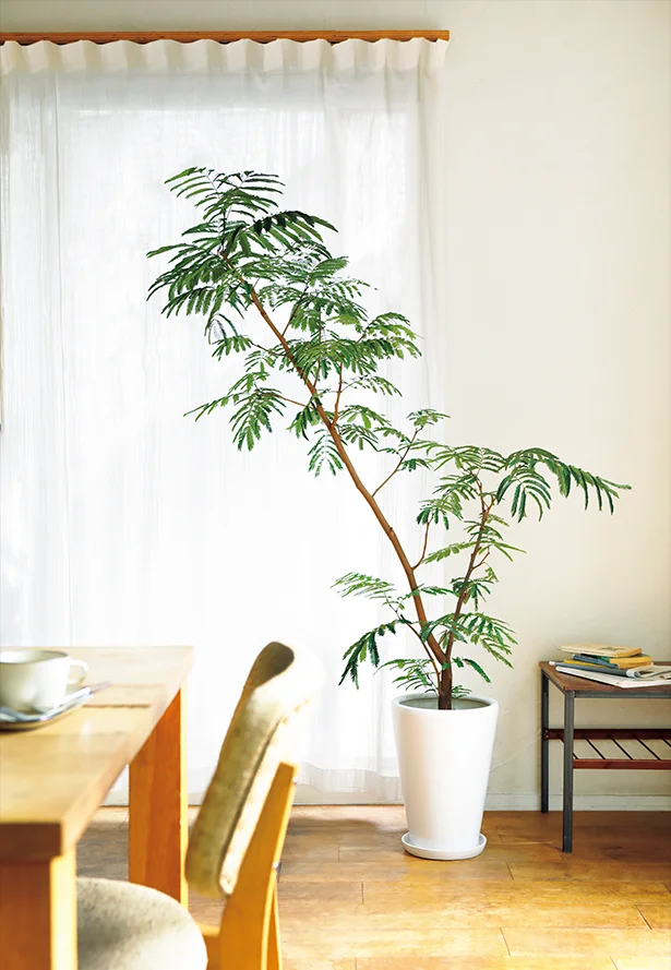 わが家が見違えるほどセンスアップする観葉植物の置き方テクニック