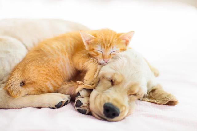 ペットを飼っている人＆飼いたい人は要チェック！ 実は8割が積極的に対処していない「ある対策」とは？