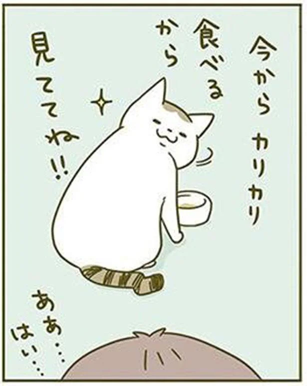 今からカリカリ食べるから見ててね!!