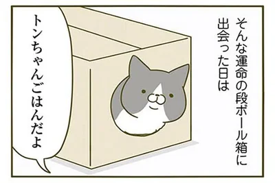 トンちゃんごはんだよ