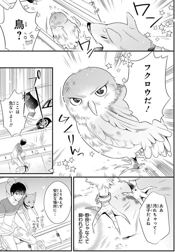 フクロウだ！