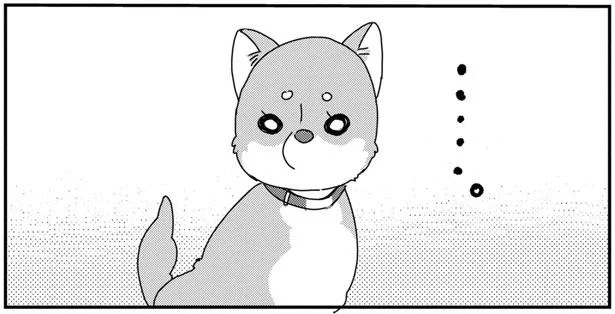 小さい柴ちゃん