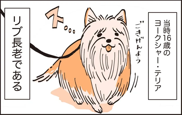 なんという大人の余裕！若手を一喝し、あいさつの仕方をしつけるシニア犬／うちのトイプーがアイドルすぎる。2（2）