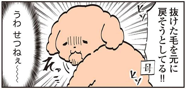 抜け毛の不安は人も犬も同じ？ブラッシングが苦手なトイプー／うちのトイプーがアイドルすぎる。2（7）