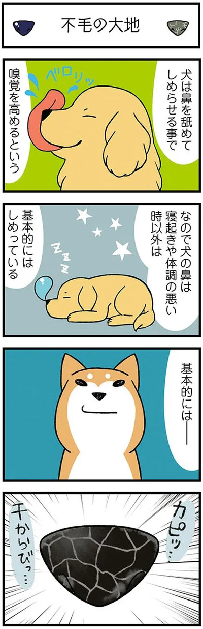 犬の鼻は基本的にはしめっている…基本的には…