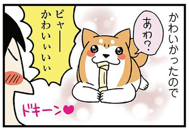 いま可愛かったのに！カメラを向けた途端に塩対応なうちの犬／ドヤ顔柴犬どんぐり（3）