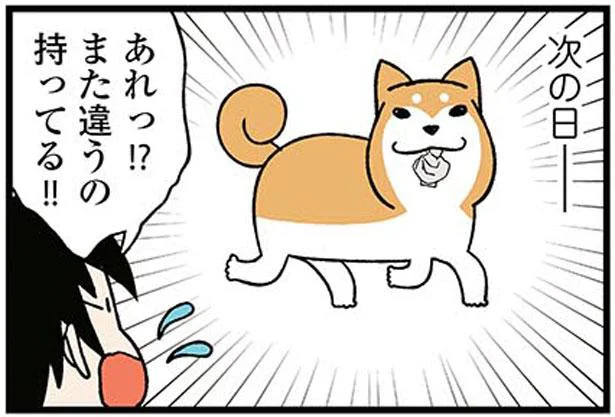 私のコレクションはどこへ!?犬のみぞ知る真相／ドヤ顔柴犬どんぐり（4）