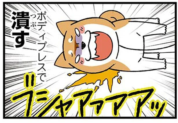 押しつぶさずにはいられない！お散歩中の謎行動／ドヤ顔柴犬どんぐり（5）