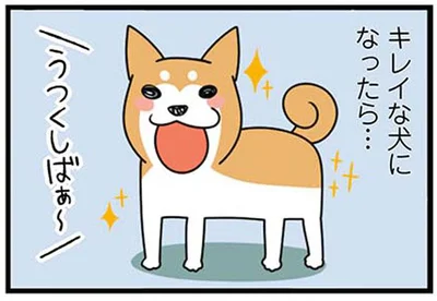 キレイな犬になったら…