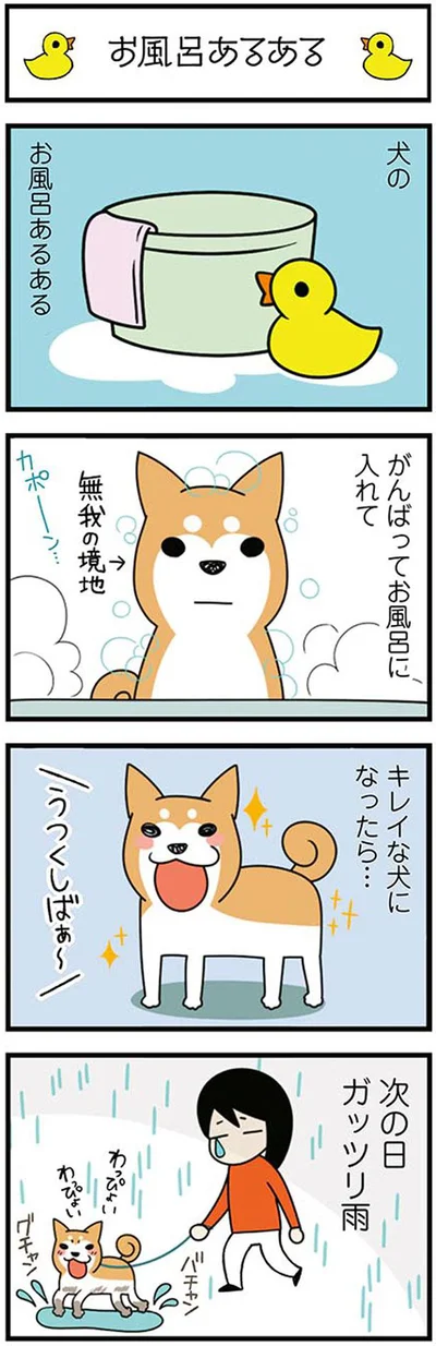 犬のお風呂あるある