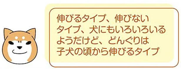 子犬の頃から伸びるタイプ