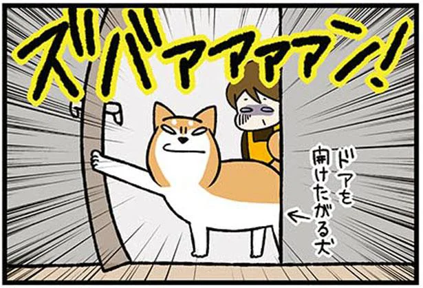 ドアは開けるものでしょ？母の工夫を秒で突破するうちの犬／ドヤ顔柴犬どんぐり（11）