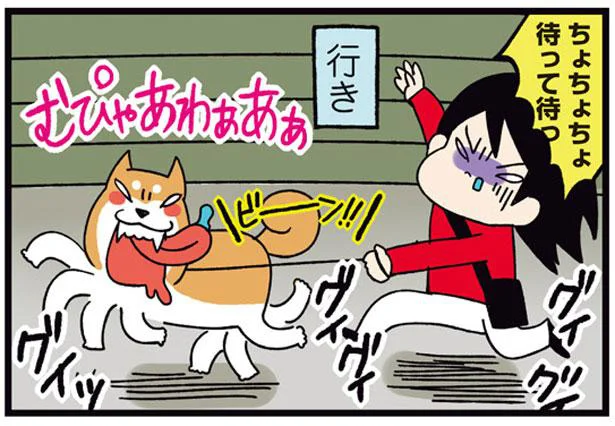 大興奮で出発する全力散歩！だけど帰り道はヘロヘロで…／ドヤ顔柴犬どんぐり2（6）