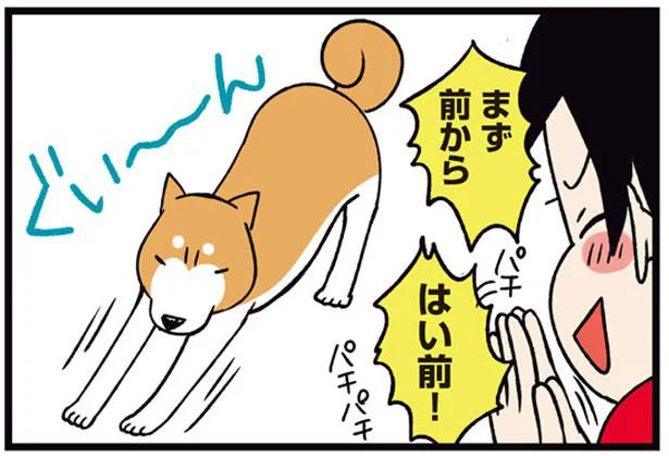 伸びたい犬と見たい私のwin-winな関係／ドヤ顔柴犬どんぐり2（10）