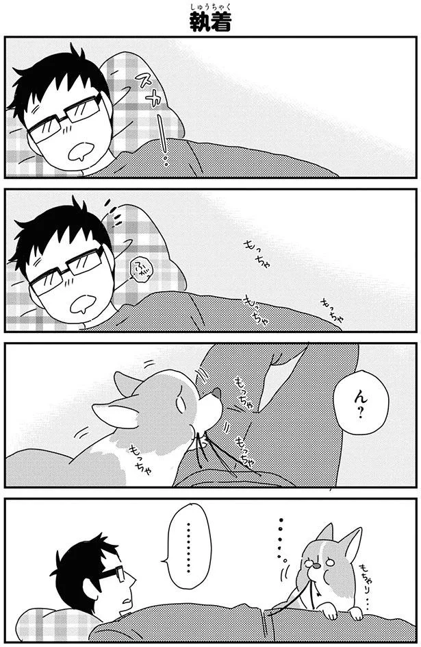もういいや コーギーの謎の執着心でカピカピになったあるものって あしょんでよッ うちの犬ログ 9 2 レタスクラブ