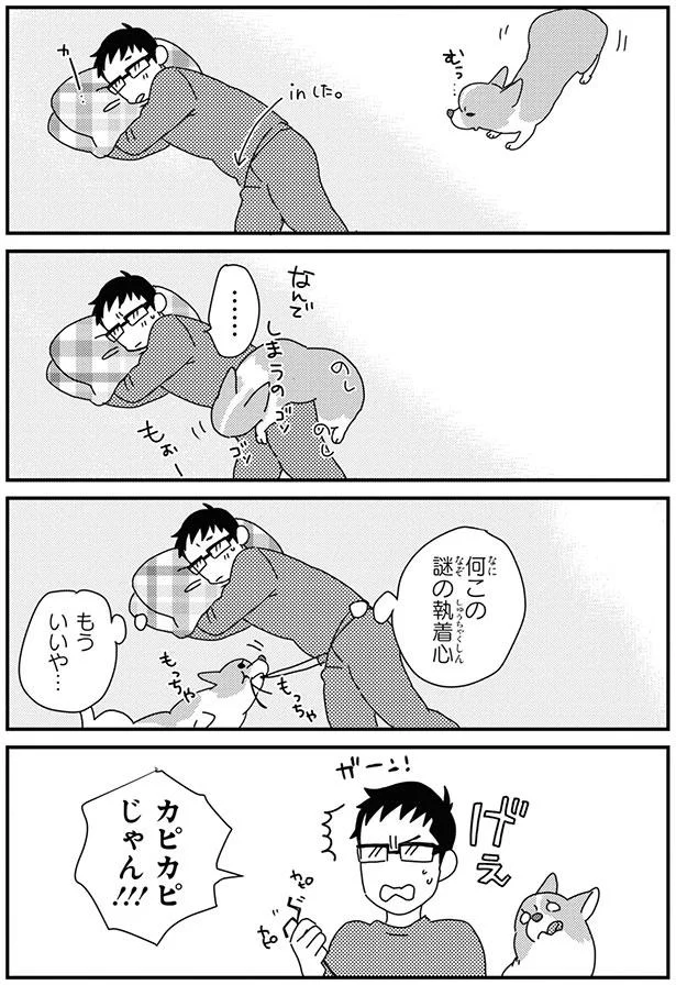 もういいや コーギーの謎の執着心でカピカピになったあるものって あしょんでよッ うちの犬ログ 9 2 レタスクラブ