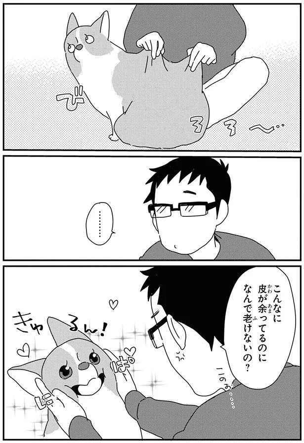 なんで老けないの コーギーののびーる皮膚に無限の可能性 あしょんでよッ うちの犬ログ 9 9 画像3 14 レタスクラブ