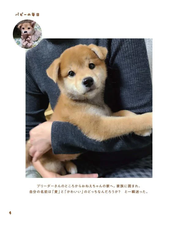 柴犬のかわいい写真がこれでもかというほどつまった写真集