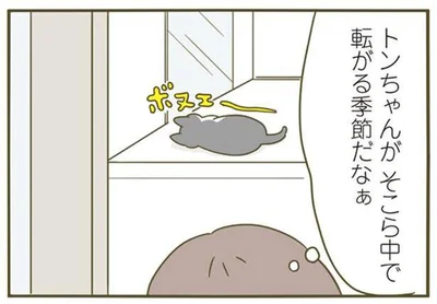 トンちゃんがそこら中で転がる季節だなぁ