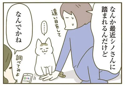 なんか最近シノさんに踏まれるんだけど