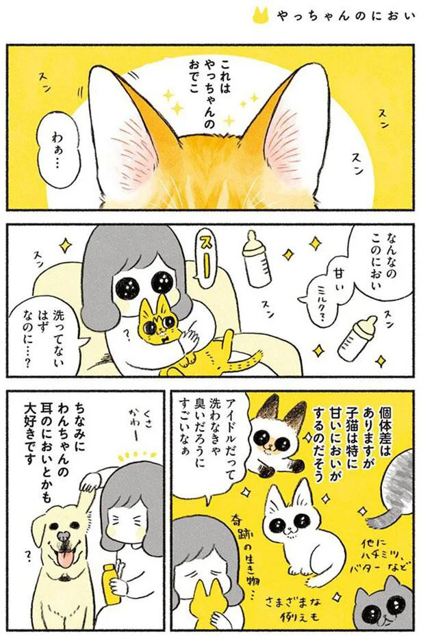 これは奇跡の生き物 甘い甘い香りのする子猫のおでこ 茶トラのやっちゃん 2 レタスクラブ これは奇跡の生き物 甘い甘い香りのする子猫のおでこ 茶トラのやっちゃん 2 レタスクラブ