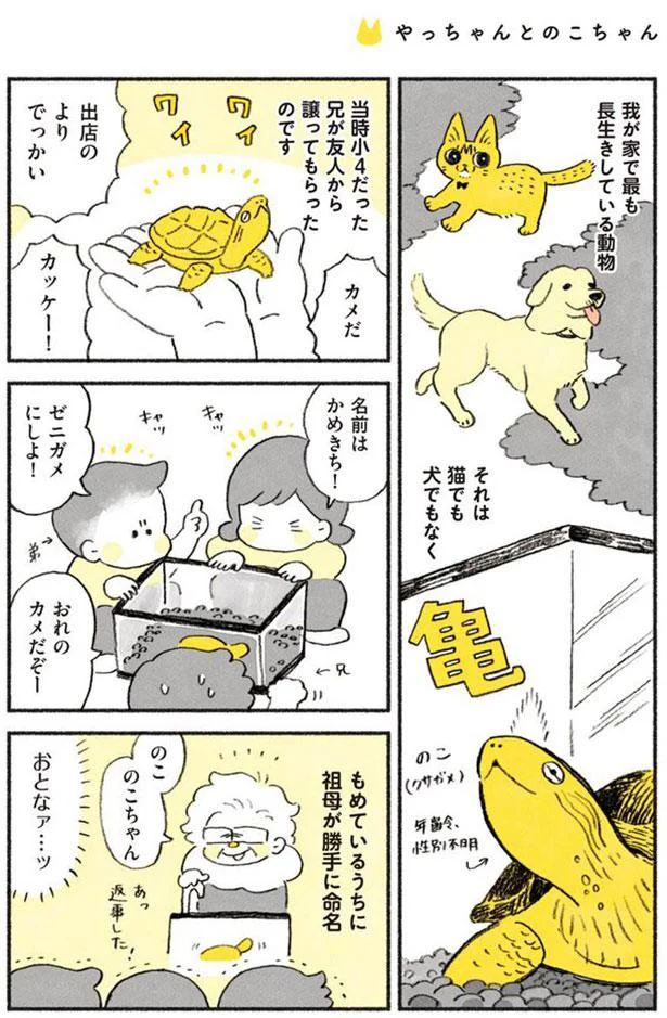 のこ　のこちゃん