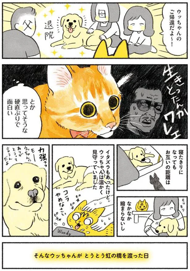 そんなウッちゃんがとうとう虹の橋を渡った日