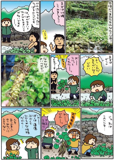 立派なわさび田！