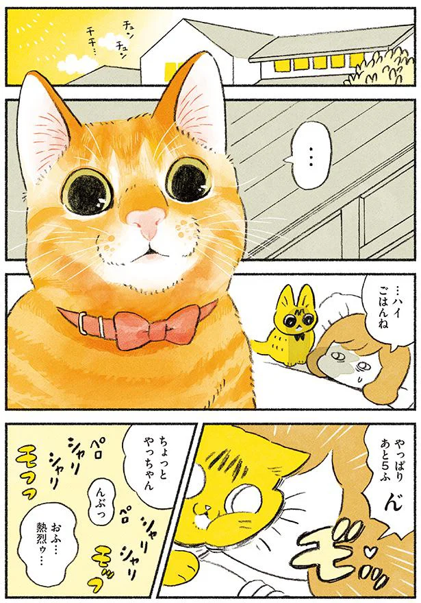 その沸点が分からない！ 非常に曖昧な猫のキレポイント／茶トラのやっ