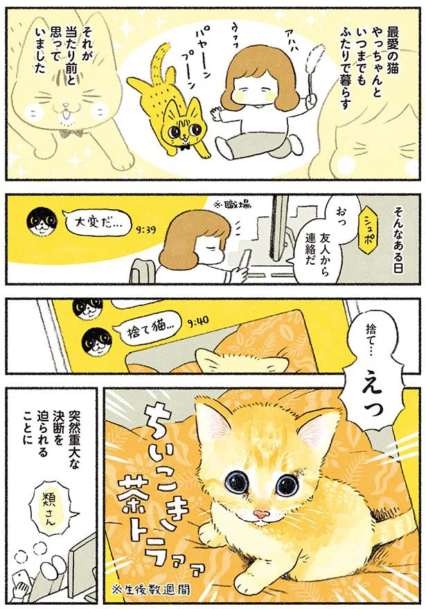 愛情を一身に受けてきた猫のもとに、新たな子猫がやってくる／茶トラの