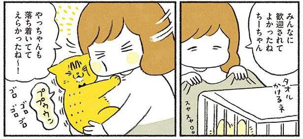 ついに子猫がやってきた！ 先住猫は落ち着いていたけれど…／茶トラのやっちゃんとちーちゃん（9）
