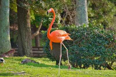 鳥のひざは人間とは逆に曲がっている⁉