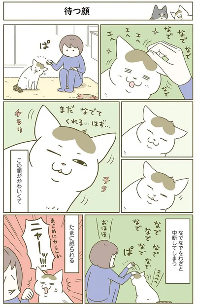 待つ猫