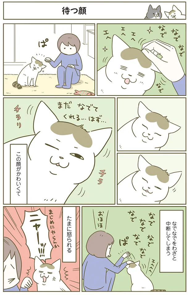 待つ猫