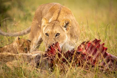 肉食動物のビタミンのとり方とは？