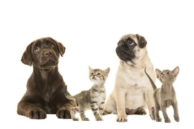 動物によって見えている色が違う⁉
