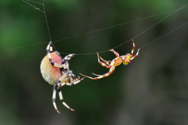 恐怖のクモの生態とは⁉　※画像はイメージです