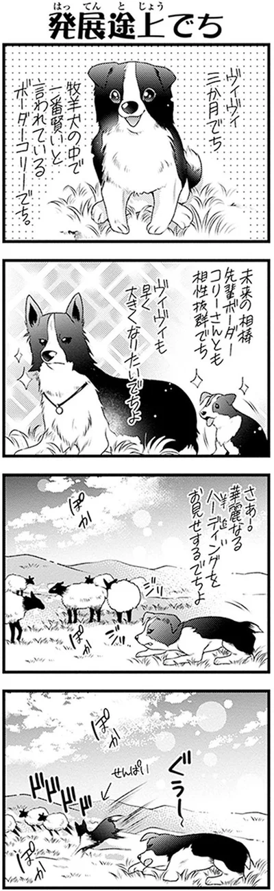 ボーダーコリー
