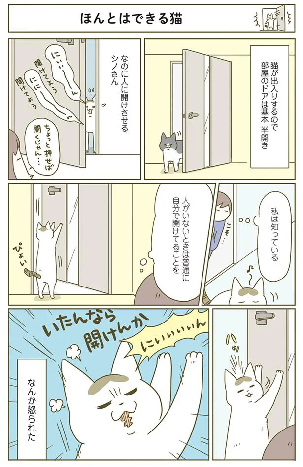 ほんとはできる猫